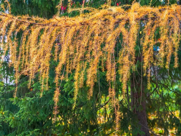 緑と黄色の葉の背景に秋にカラマツの枝 秋の自然背景 — ストック写真