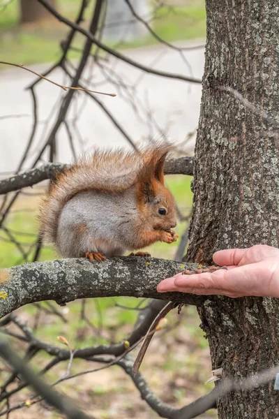 Écureuil Printemps Automne Mange Des Noix Une Main Humaine Écureuil — Photo