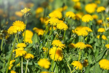 Sarı karahindiba tarlası. Yaz karahindiba tarlası. Taraxacum officinale, sıradan karahindiba.
