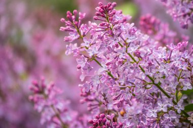 Baharda pembe çiçek açan leylak çiçekleri. Bahar leylak çiçekli dallar