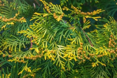 İlkbaharda Thuja dalları. Gün batımında taze thuja dalları. Bahar arkaplanı.