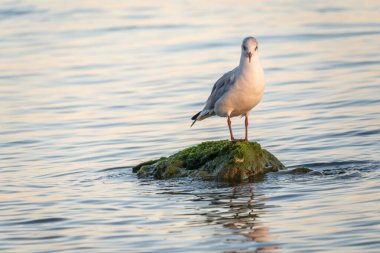 Martı deniz kıyısındaki kayalıklarda oturur. Avrupa ringa martısı, Larus Argentatus