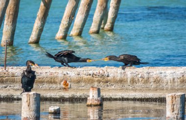 İki karabatak bir çubuk çekiyor. Rıhtımda iki karabatak oynuyor. Büyük karabatak, Phalacrocorax karbonhidrat, büyük siyah karabatak, ya da siyah sevişme olarak bilinir..