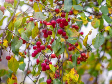 Sonbaharda kırmızı elma ve sarı yapraklı elma ağacı dalları. Elma ağacının parlak sarı ve turuncu sonbahar yaprakları.