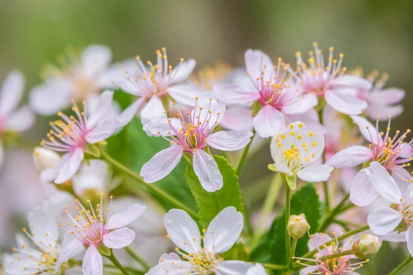 White and pink cherry flowers. The branches of a blossoming tree. Cherry tree with white and pink flowers. Blurred background.