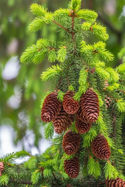 Fresh fir branches with green needles and brown cones. Lot of fir cones on spruce branch close up