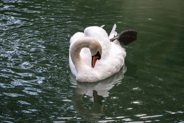 Ein Anmutiger Weißer Schwan Schwimmt Auf Einem See Mit Dunkelgrünem — Stockfoto