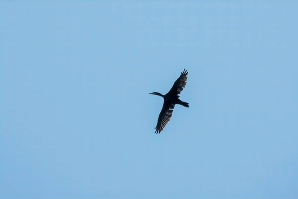Černý Kormorán Letí Modré Obloze Velký Kormorán Phalacrocorax Carbo Známý — Stock fotografie