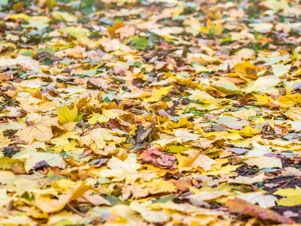 Gevallen Geel Oranje Herfst Esdoorn Bladeren Groen Gras Grond Herfst — Stockfoto