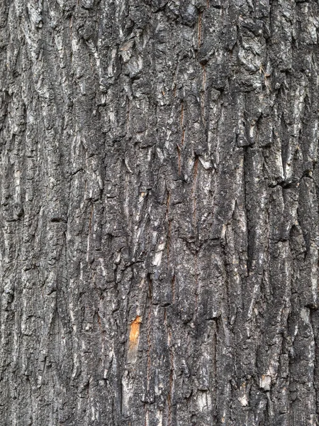 Struttura Della Corteccia Sfondo Vecchio Tronco Albero Struttura Dettagliata Della — Foto Stock