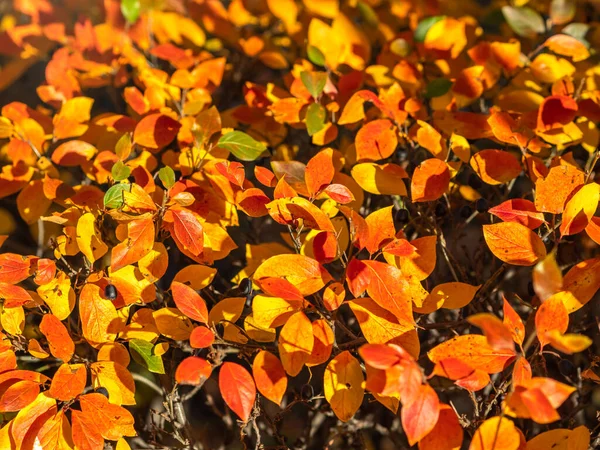 Branches with orange, green and yellow leaves in the autumn park. Nature background