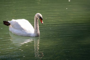 Koyu yeşil suyla gölde yüzen zarif beyaz bir kuğu. Beyaz kuğu suya yansıtılır. Dilsiz kuğu, Cygnus rengi.