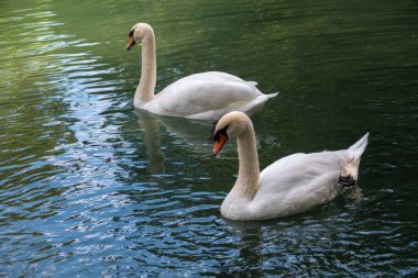 İki zarif beyaz kuğu karanlık suda yüzüyor. Dilsiz kuğu, Cygnus rengi.