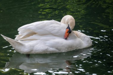 Koyu yeşil suyla gölde yüzen zarif beyaz bir kuğu. Beyaz kuğu suya yansıtılır. Dilsiz kuğu, Cygnus rengi.