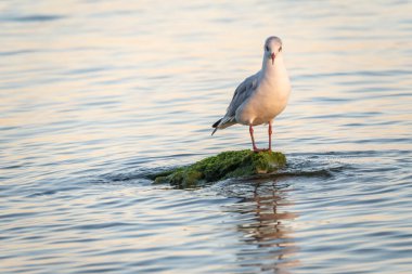 Martı deniz kıyısındaki kayalıklarda oturur. Avrupa ringa martısı, Larus Argentatus