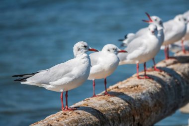 Bir sıra martı eski bir deniz rıhtımında duruyor. Martılar dalgakıranın üzerinde dinlenir. Avrupa ringa martısı, Larus Argentatus