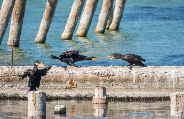 İki karabatak bir çubuk çekiyor. Rıhtımda iki karabatak oynuyor. Büyük karabatak, Phalacrocorax karbonhidrat, büyük siyah karabatak, ya da siyah sevişme olarak bilinir..