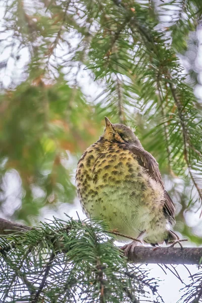 Fieldfare Chick Turdus Pilaris Has Left Nest Sitting Branch Chick — Stock Photo, Image