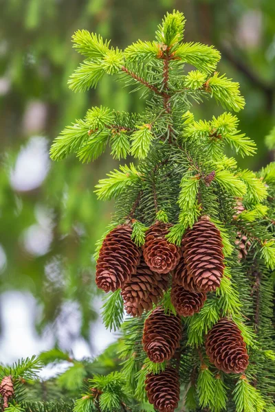 Fresh fir branches with green needles and brown cones. Lot of fir cones on spruce branch close up