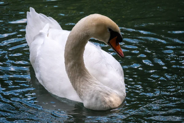 Graciös Vit Svan Som Simmar Sjö Med Mörkgrönt Vatten Den — Stockfoto