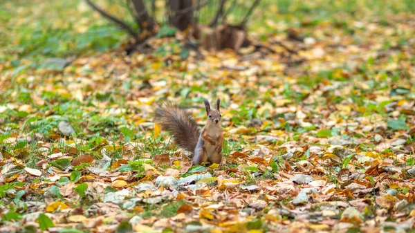 Eichhörnchen Herbst Auf Grünem Gras Mit Abgefallenen Gelben Blättern — Stockfoto