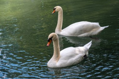İki zarif beyaz kuğu karanlık suda yüzüyor. Dilsiz kuğu, Cygnus rengi.