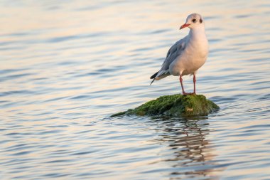 Martı deniz kıyısındaki kayalıklarda oturur. Avrupa ringa martısı, Larus Argentatus