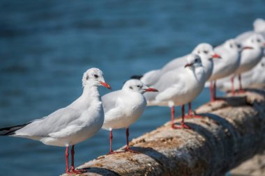 Bir sıra martı eski bir deniz rıhtımında duruyor. Martılar dalgakıranın üzerinde dinlenir. Avrupa ringa martısı, Larus Argentatus