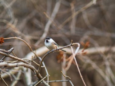 Cute bird The willow tit, song bird sitting on a branch without leaves in the autumn or winter. Willow tit perching on tree in the autumn or winter. The willow tit, lat. Poecile montanus.