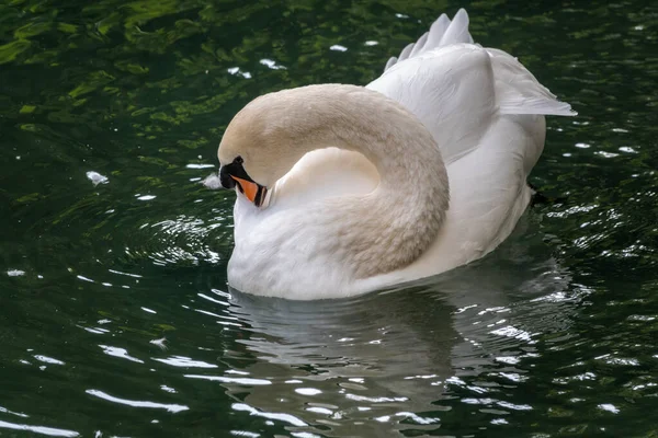 Elegante Cisne Blanco Nadando Lago Con Agua Verde Oscura Cisne —  Fotos de Stock