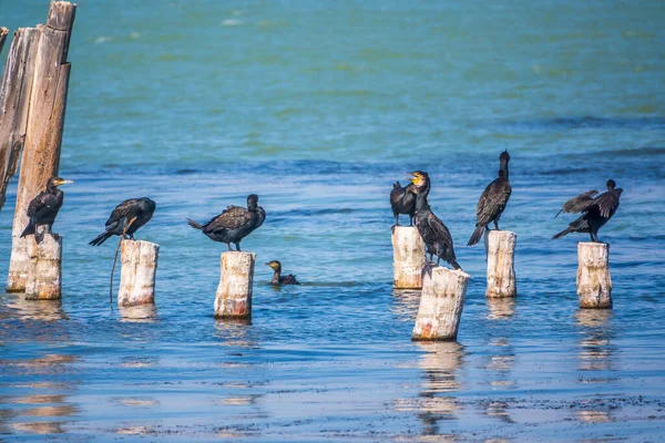 Una Bandada Cormoranes Sienta Viejo Muelle Marino Gran Cormorán Phalacrocorax — Foto de Stock