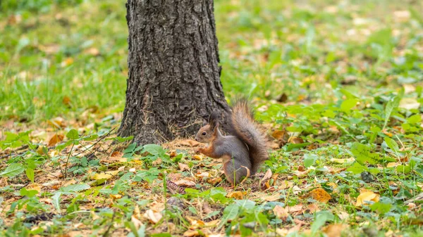 Eichhörnchen Herbst Auf Grünem Gras Mit Abgefallenen Gelben Blättern — Stockfoto