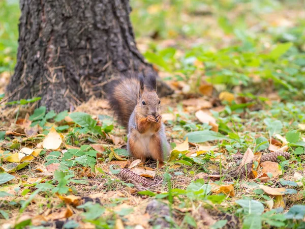 Eichhörnchen Herbst Auf Grünem Gras Mit Abgefallenen Gelben Blättern — Stockfoto