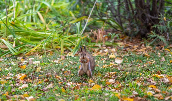 落ち葉のある緑の草の上の秋のリス — ストック写真