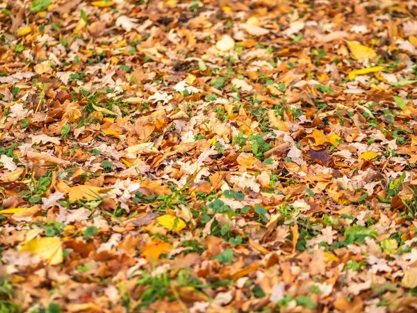 Yeşil Çimlerin Üzerinde Turuncu Kahverengi Sarı Meşe Yaprakları Güneşin Altında — Stok fotoğraf