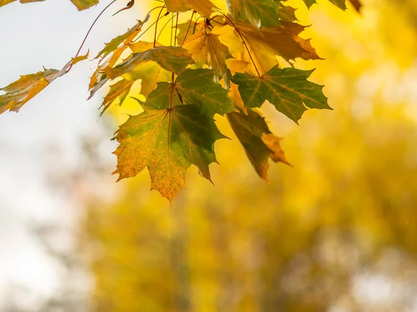 Кленовые Ветви Желтыми Листьями Осенью Свете Заката Сухие Осенние Листья — стоковое фото