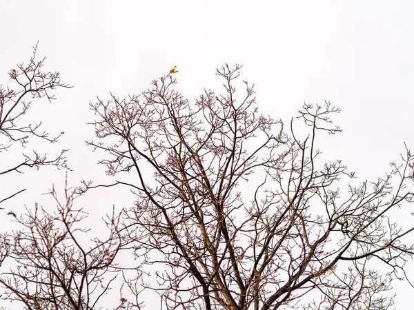 Ramos Árvore Outono Inverno Sem Folhas Contra Céu Azul Claro — Fotografia de Stock