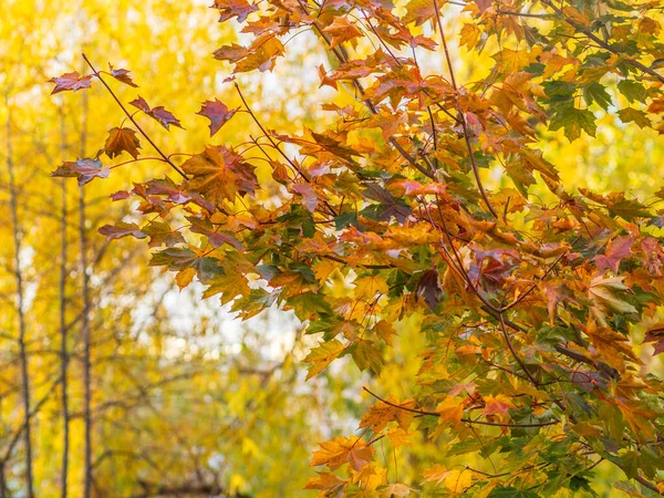 Branches Érable Aux Feuilles Jaunes Automne Lumière Coucher Soleil Feuilles — Photo