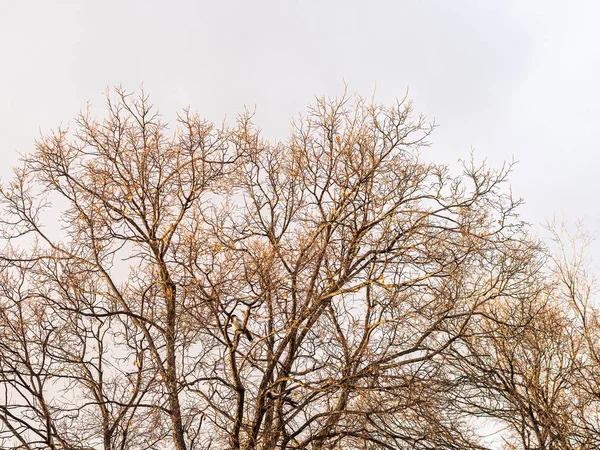 Ramos Árvore Outono Inverno Sem Folhas Contra Céu Azul Claro — Fotografia de Stock