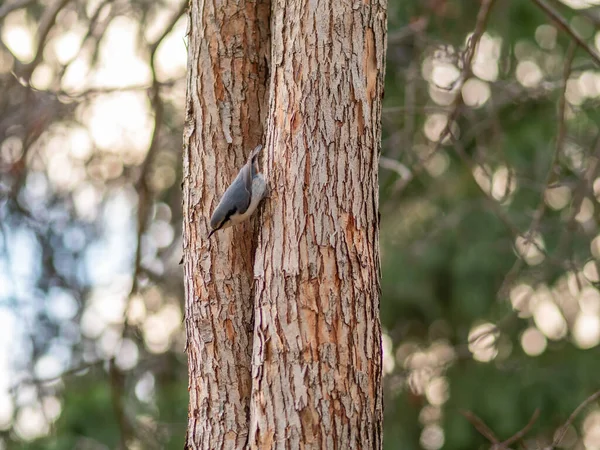 Euroasijské Nuthatch Nebo Dřevo Nuthatch Lat Sitta Europaea Sedící Kmeni — Stock fotografie