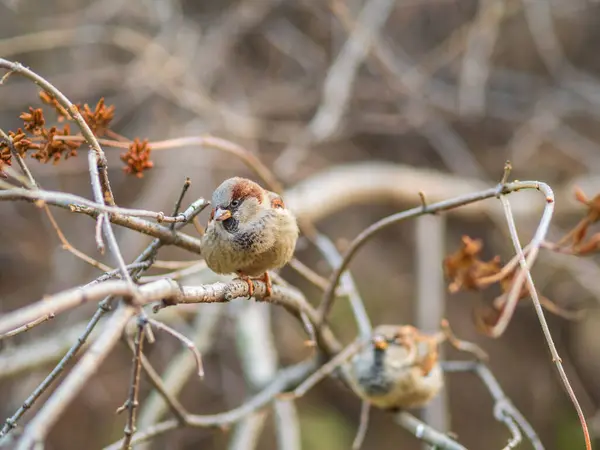 Sparrow Zit Een Tak Met Een Gele Herfstachtergrond Sparrow Passer — Stockfoto