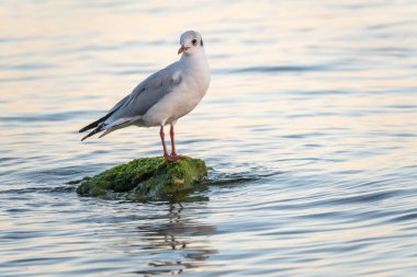 Martı deniz kıyısındaki kayalıklarda oturur. Avrupa ringa martısı, Larus Argentatus