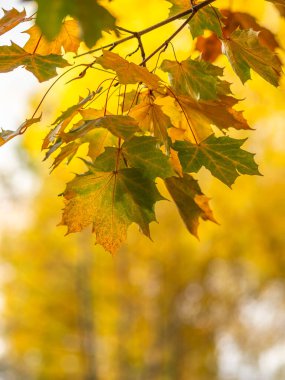 Sonbaharda, günbatımının ışığında, sarı yapraklı akçaağaç dalları. Kuru sonbahar yaprakları arka plan, altın akçaağaç yaprakları, parlak sarı güneş ışığı, sonbahar parkı, mevsimler değişir, sonbahar doğası değişir