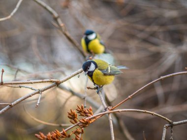 Cute bird Great tit, songbird sitting on a branch without leaves in the autumn or winter. Parus major