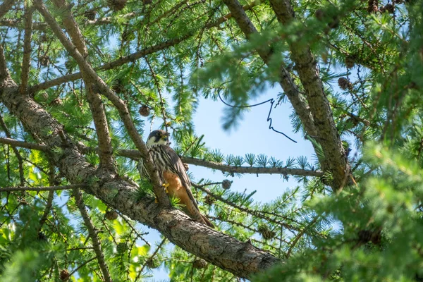 Avrasya Hobisi Falco Subbuteo Karaçam Ağacının Tepesinde Oturuyor Vahşi Hayattaki — Stok fotoğraf