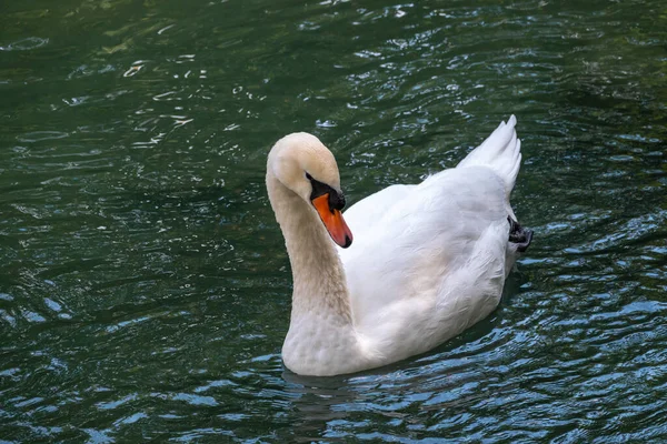 Ein Anmutiger Weißer Schwan Schwimmt Auf Einem See Mit Dunkelgrünem — Stockfoto