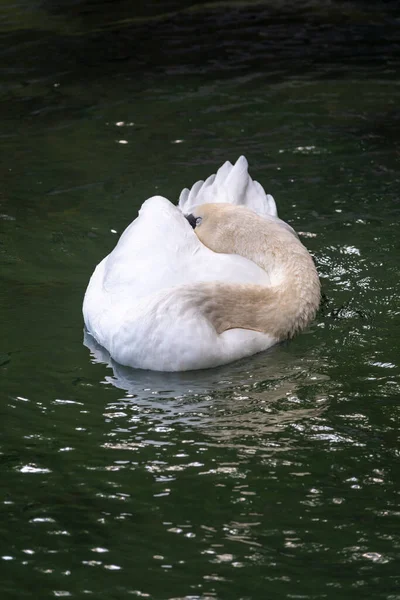 Graciös Vit Svan Som Simmar Sjö Med Mörkgrönt Vatten Den — Stockfoto