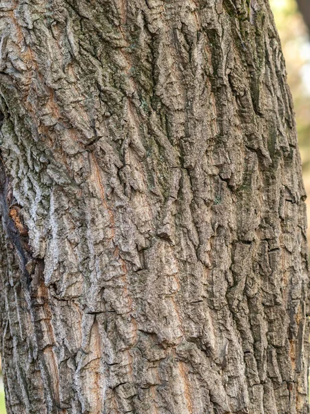 Konsystencja Kory Tło Starego Pnia Drzewa Szczegółowa Faktura Kory Naturalne — Zdjęcie stockowe