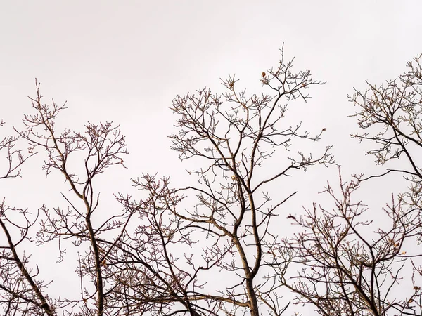 Ramos Árvore Outono Inverno Sem Folhas Contra Céu Azul Claro — Fotografia de Stock