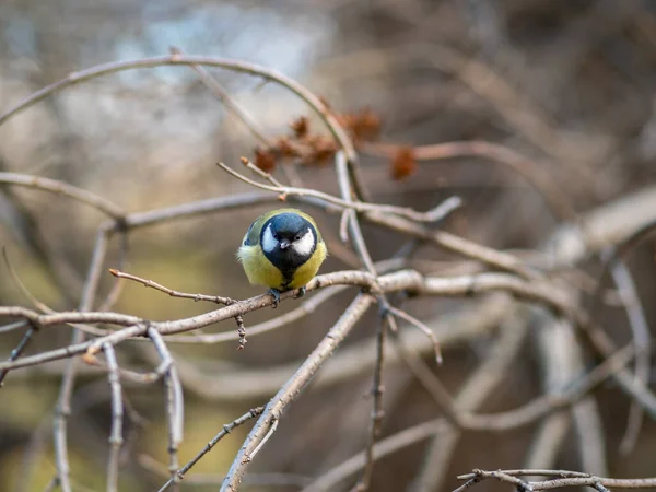 Cute Bird Great Tit Songbird Sitting Branch Leaves Autumn Winter — Stock Fotó